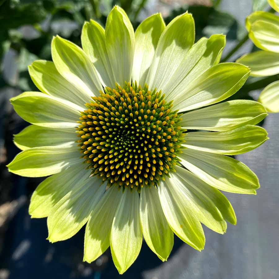 Echinacea PRIMA™ 'Lime'