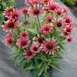 Echinacea PRIMA™ 'Spider'