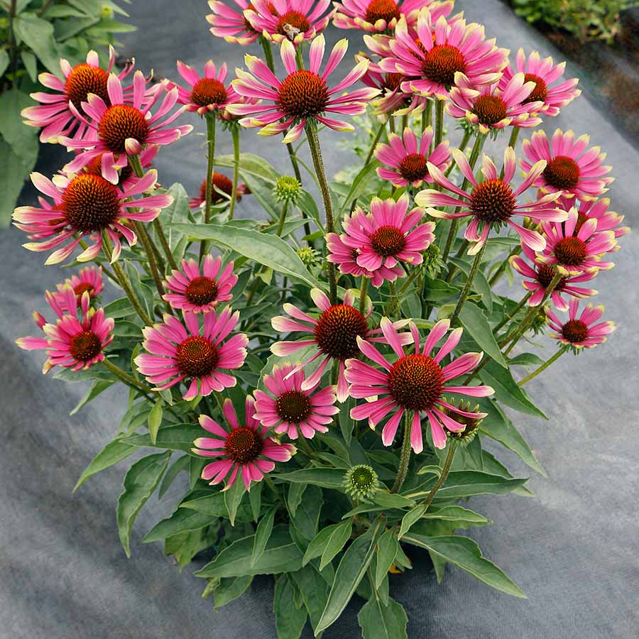 Echinacea PRIMA™ 'Spider'