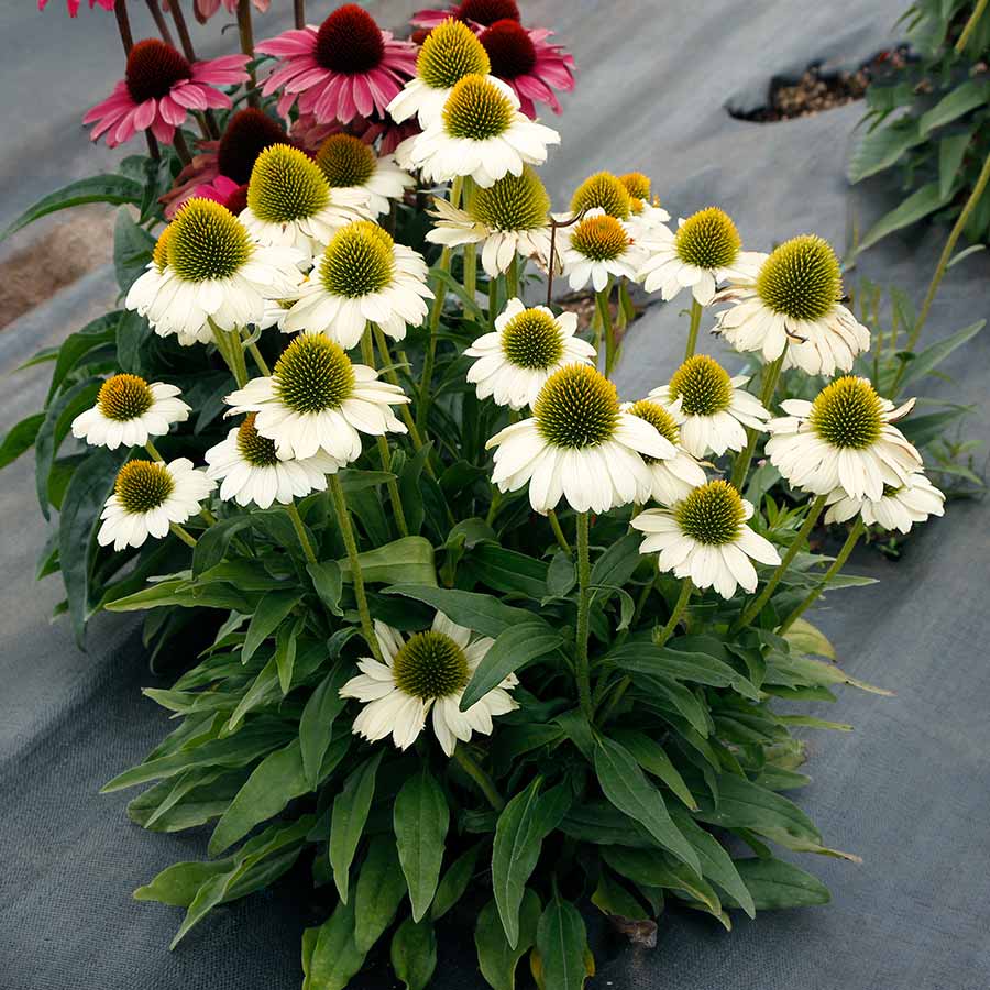 Echinacea PRINCESS™ 'Bride'