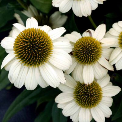 Echinacea PRINCESS™ 'Bride'