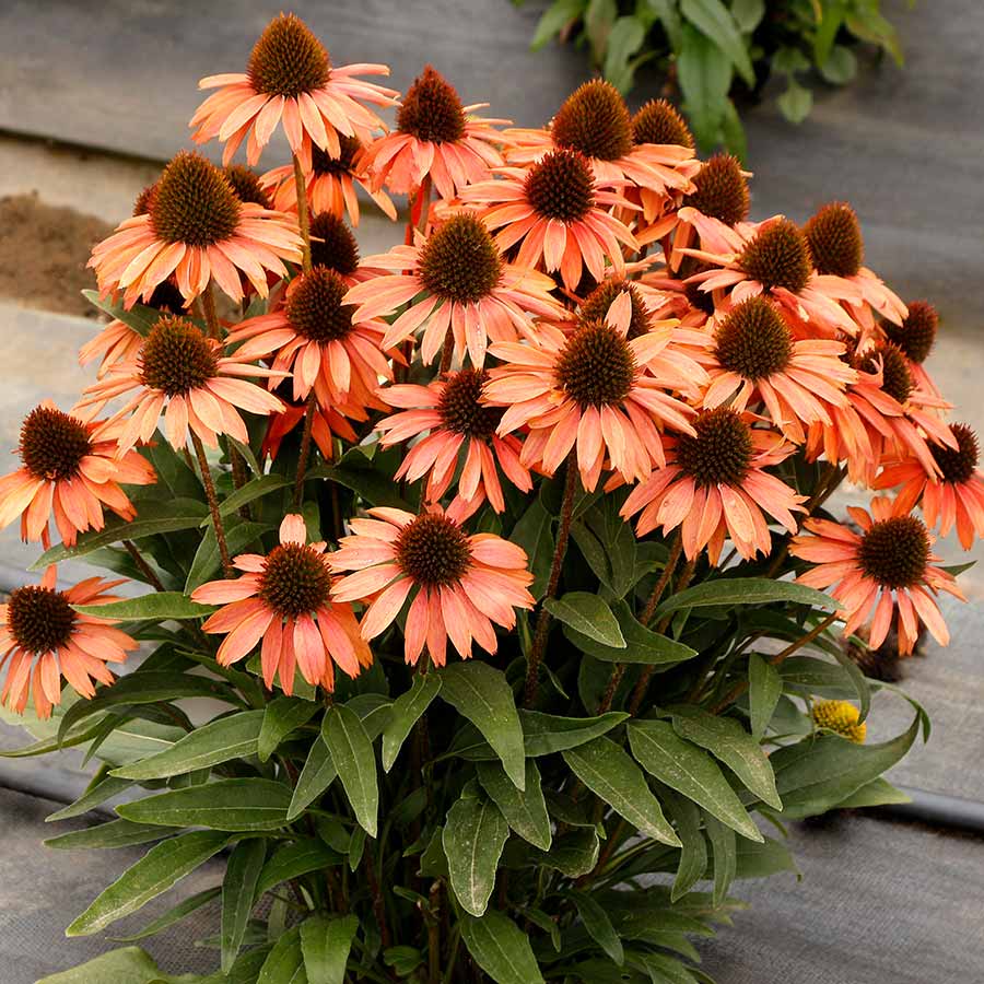 Echinacea PRINCESS™ ‘Peach’ | TERRA NOVA® Nurseries, Inc.