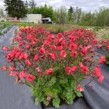 Geum TEMPO™ 'Coral'