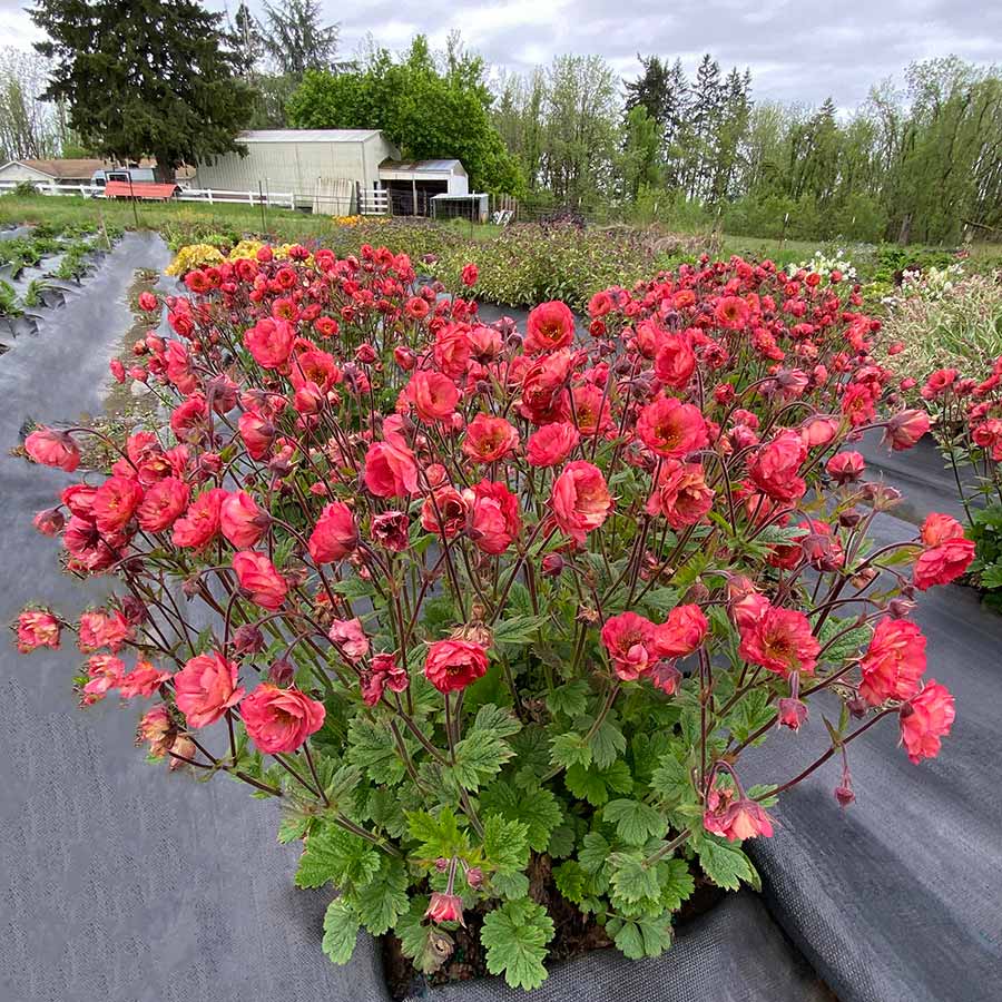 Geum TEMPO™ 'Rose'