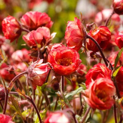 Geum TEMPO™ 'Coral'