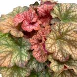 Heuchera 'Changeling'