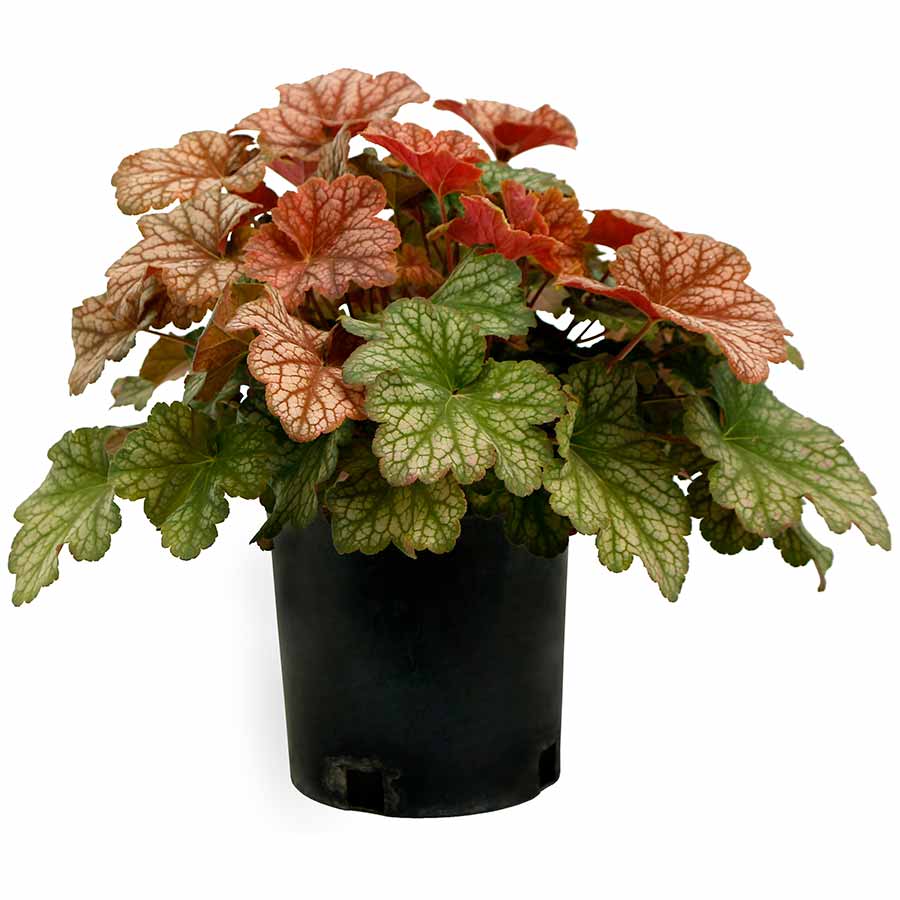 Heuchera 'Changeling'