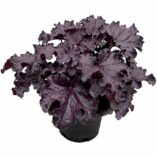 Heuchera FOREVER® 'Midnight'