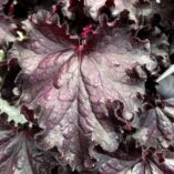 Heuchera FOREVER® 'Midnight'