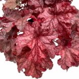 Heuchera 'Peach Smoothie'