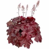 Heuchera 'Peach Smoothie'