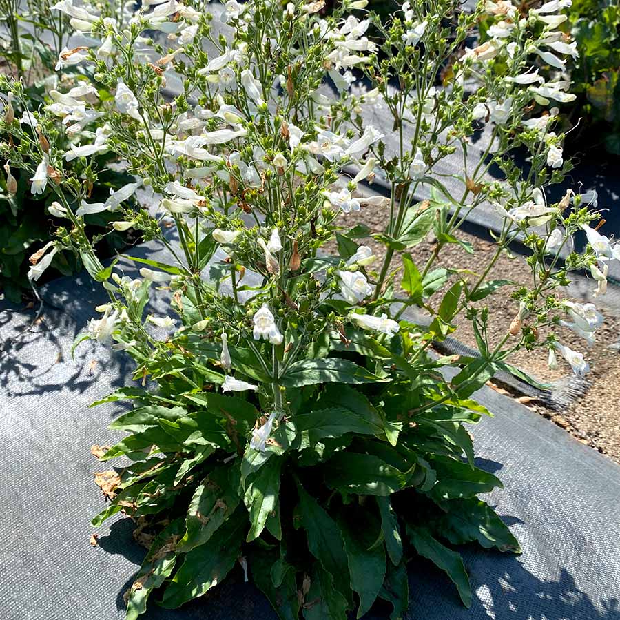Penstemon NOVA® 'Pearl'