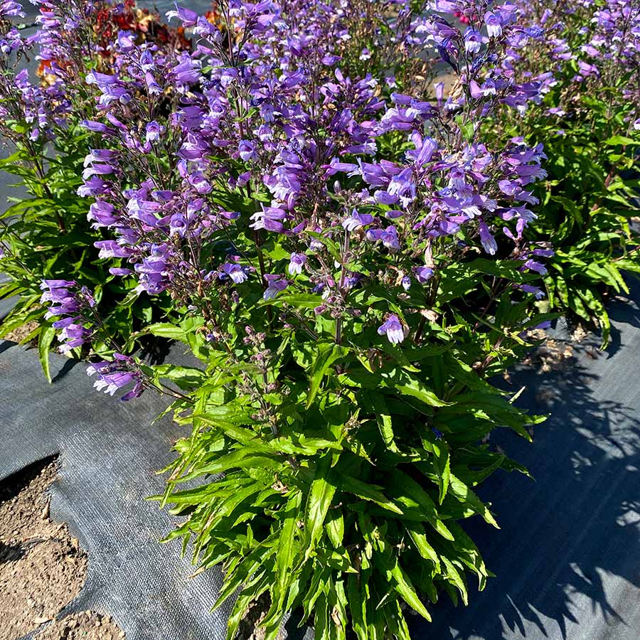 Penstemon NOVA® 'Twilight'