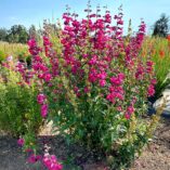 Penstemon 'Parade of Parrots'