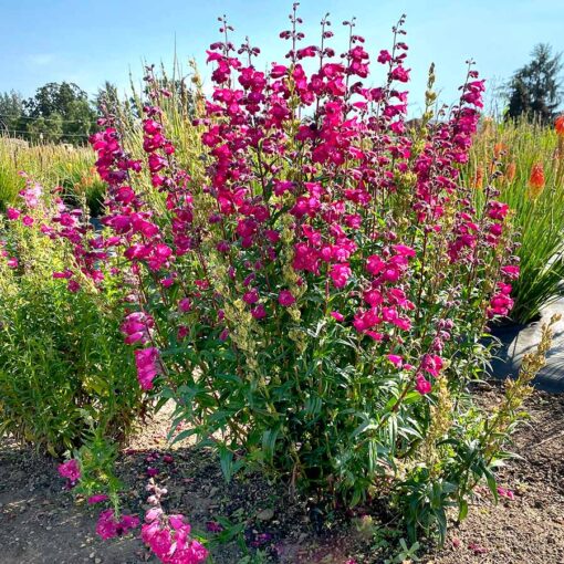 Penstemon 'Parade of Parrots'