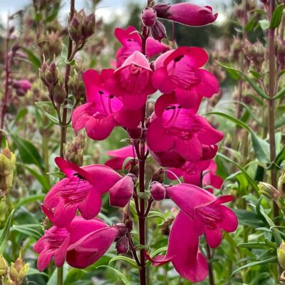 Penstemon 'Parade of Parrots'