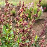 Penstemon 'Parade of Parrots'