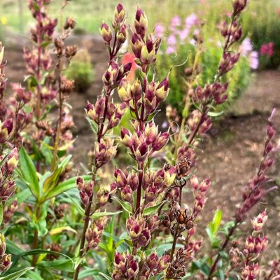 Penstemon 'Parade of Parrots'