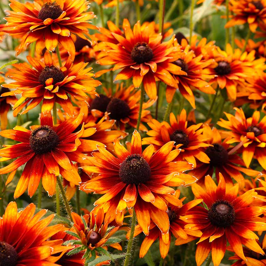 Rudbeckia 'Summer Sienna'