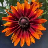 Rudbeckia 'Summer Sienna'