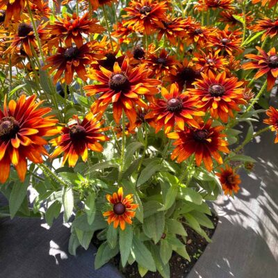 Rudbeckia 'Summer Sienna'