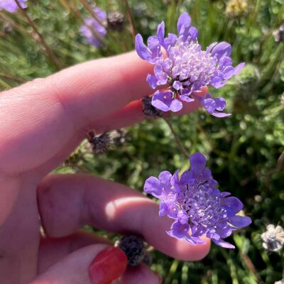 Scabiosa NOVA® 'Dew Drops'