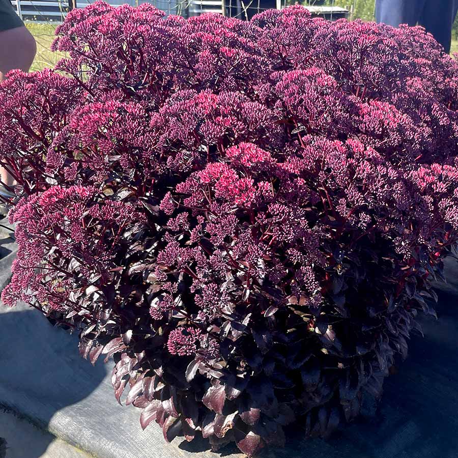 Sedum NOVA® 'Cherry Fizz'