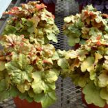 Heuchera 'Creme Brule'