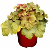 Heuchera 'Creme Brule'