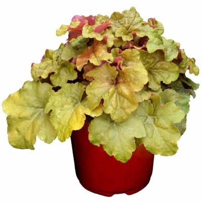 Heuchera 'Crème Brule'