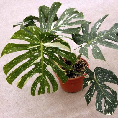 Monstera 'Thai Constellation'