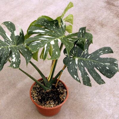 Monstera 'Thai Constellation'