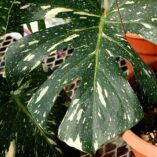 Monstera ‘Thai Constellation’