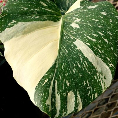 Monstera 'Thai Constellation'