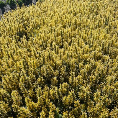 Agastache POQUITO® 'Butter Yellow'