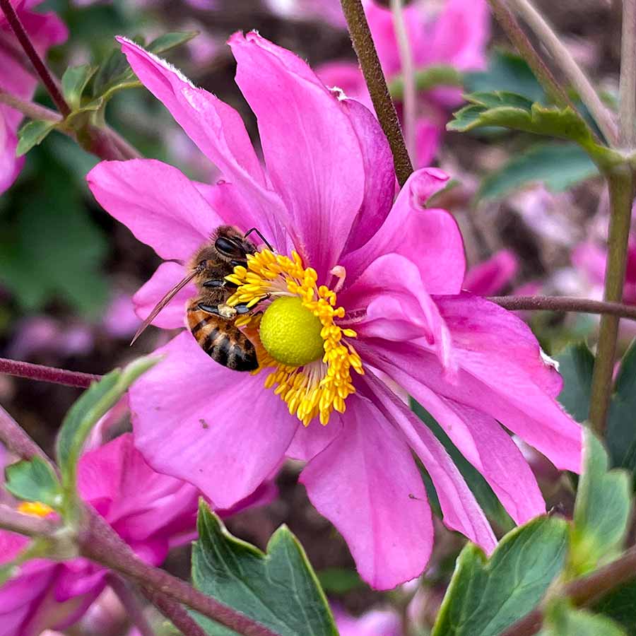 Anemone HARLEQUIN™ 'Pastel'