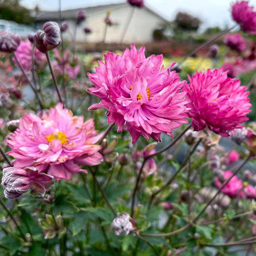 Anemone PUFF® 'Pink'