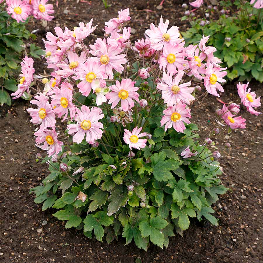 Anemone SATIN DOLL™ 'Glow'