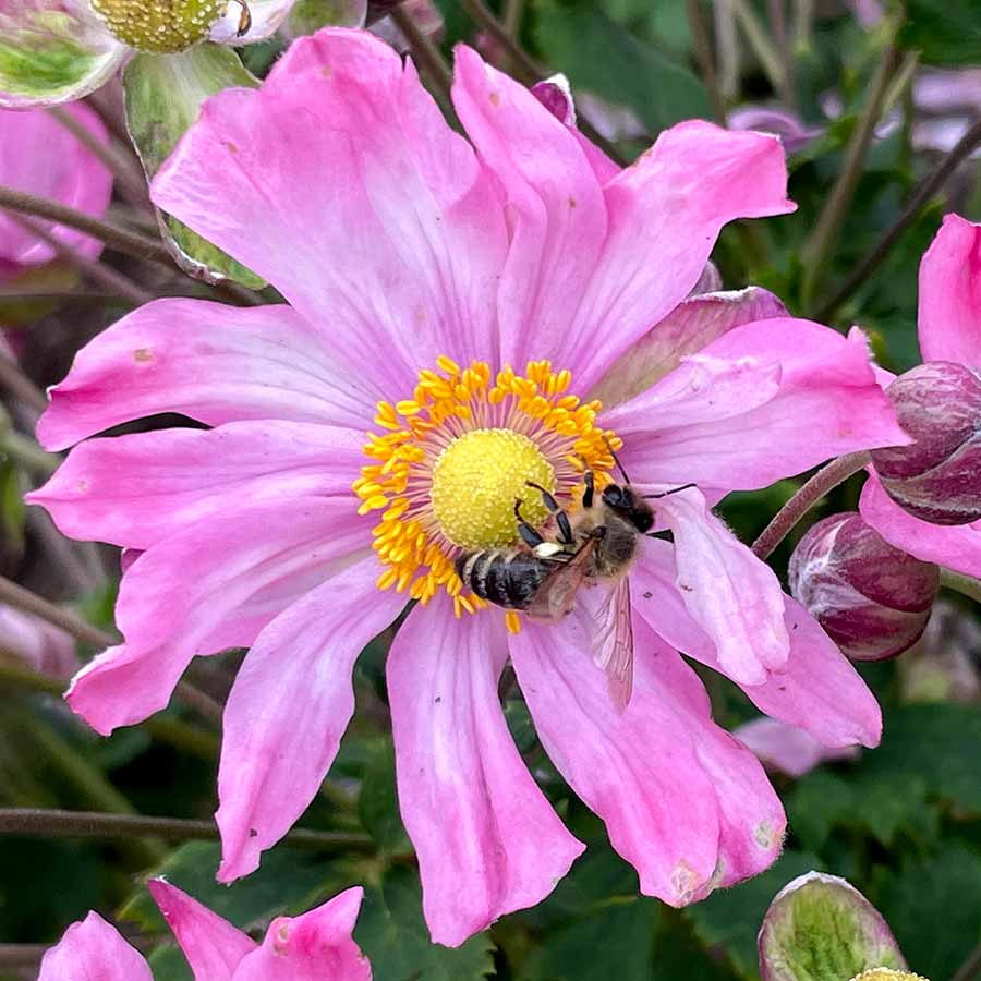 Anemone SATIN DOLL™ 'Rosé'