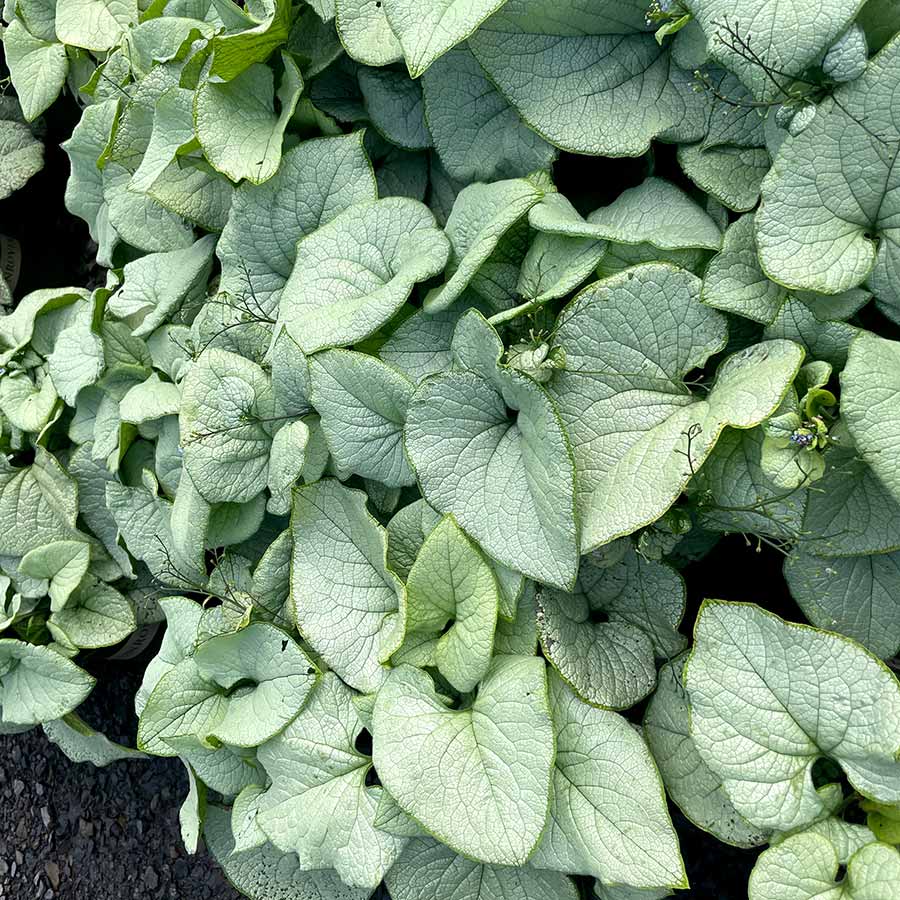 Brunnera 'Alexandria'