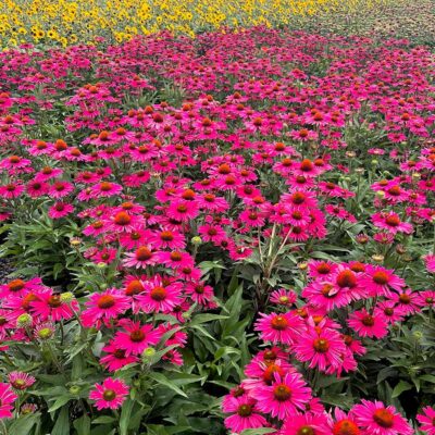 Echinacea KISMET® 'Raspberry'