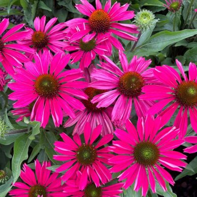 Echinacea KISMET® 'Raspberry'