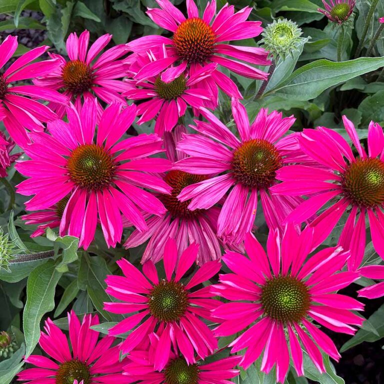 Echinacea KISMET® ‘Raspberry’ TERRA NOVA® Nurseries, Inc.