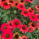 Echinacea KISMET™ 'Red'