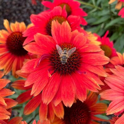 Echinacea KISMET® 'Red'