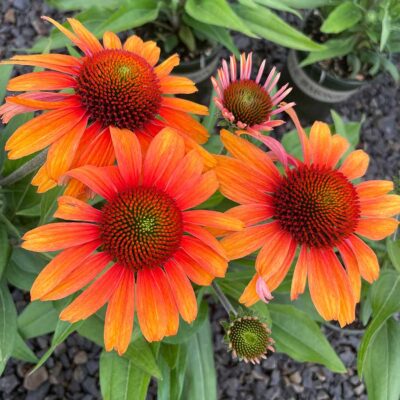 Echinacea PRIMA™ 'Tiger'