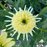 Echinacea SUNDIAL™ 'Zenith'