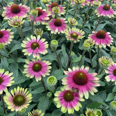 Echinacea 'Sweet Sandia'