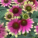 Echinacea 'Sweet Sandia'