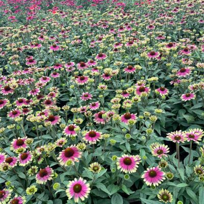 Echinacea 'Sweet Sandia'